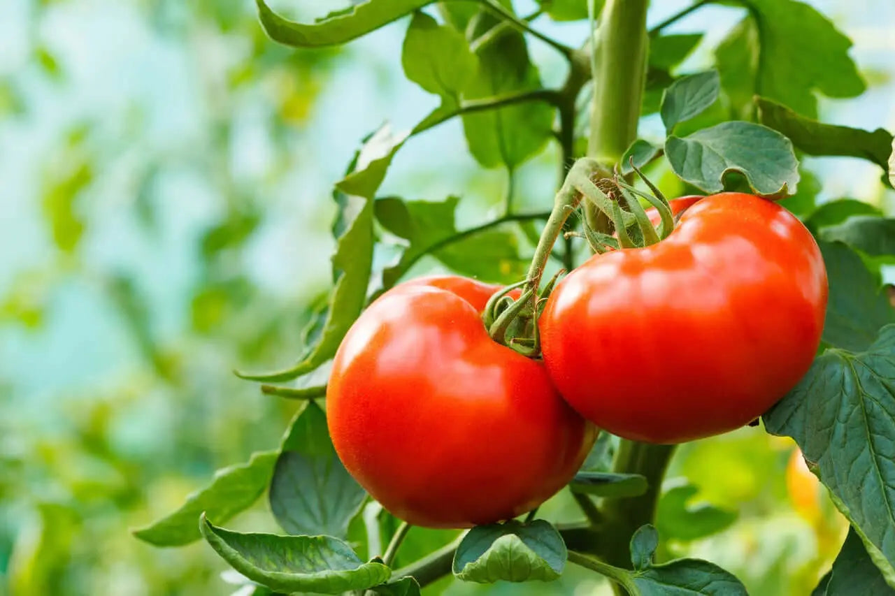 Calcium carbonate for tomato plants, perfect particle size