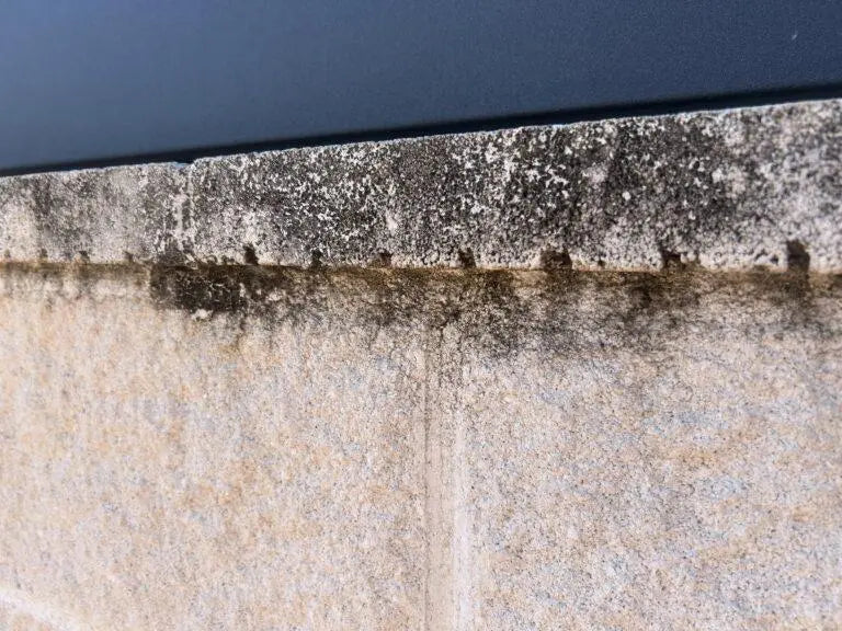 Cómo-Eliminar-Verdín-y-Moho-de-Muros-de-Hormigón-para-siempre Vetonek