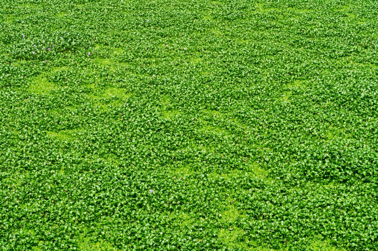 Dichondra Repens: La Alternativa Verde al Césped Natural y al Césped Artificial