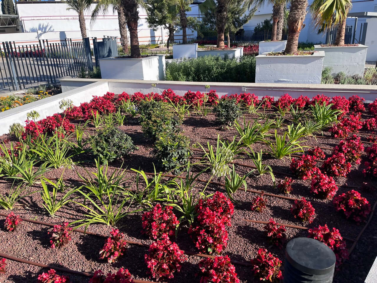 La-Grava-Volcánica-Un-Elemento-Esencial-para-Xerojardines-y-Jardines-Secos Vetonek