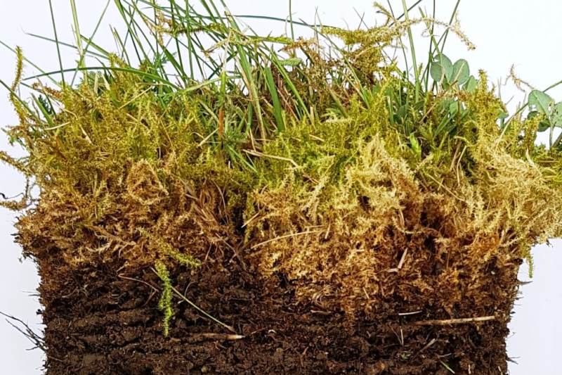 Cómo eliminar el musgo en el césped de forma fácil y eficaz