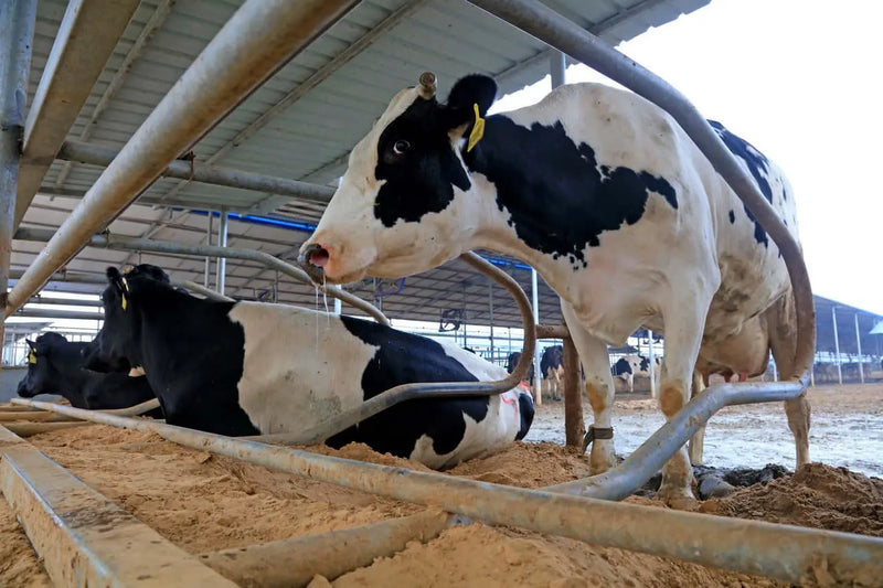 Arena camas para vacuno vacas