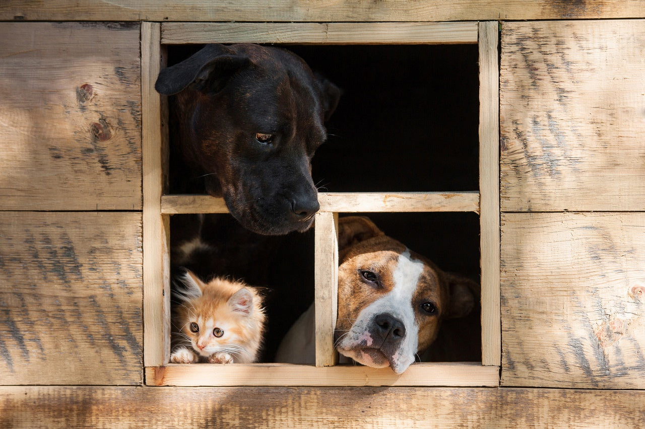 Casetas para perros