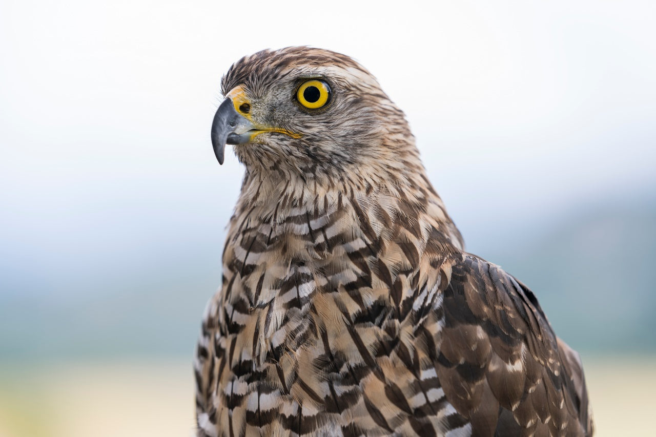 Pájaros y aves