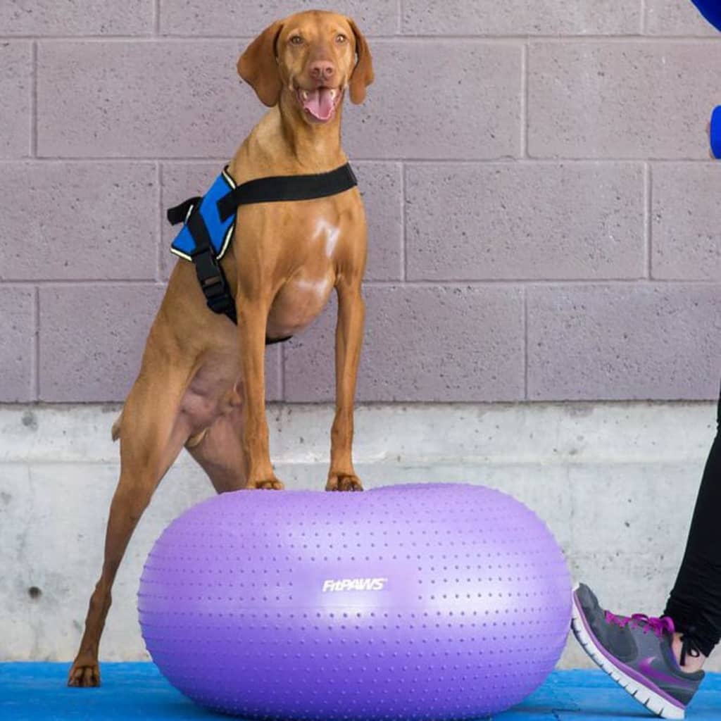 FitPAWS Pelota de equilibrio para mascotas TRAX Donut morado 55 cm