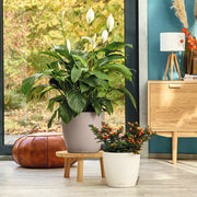 LECHUZA Macetero Classico Color 28 ALL-IN-ONE blanco brillante 13190 V1904 Vetonek