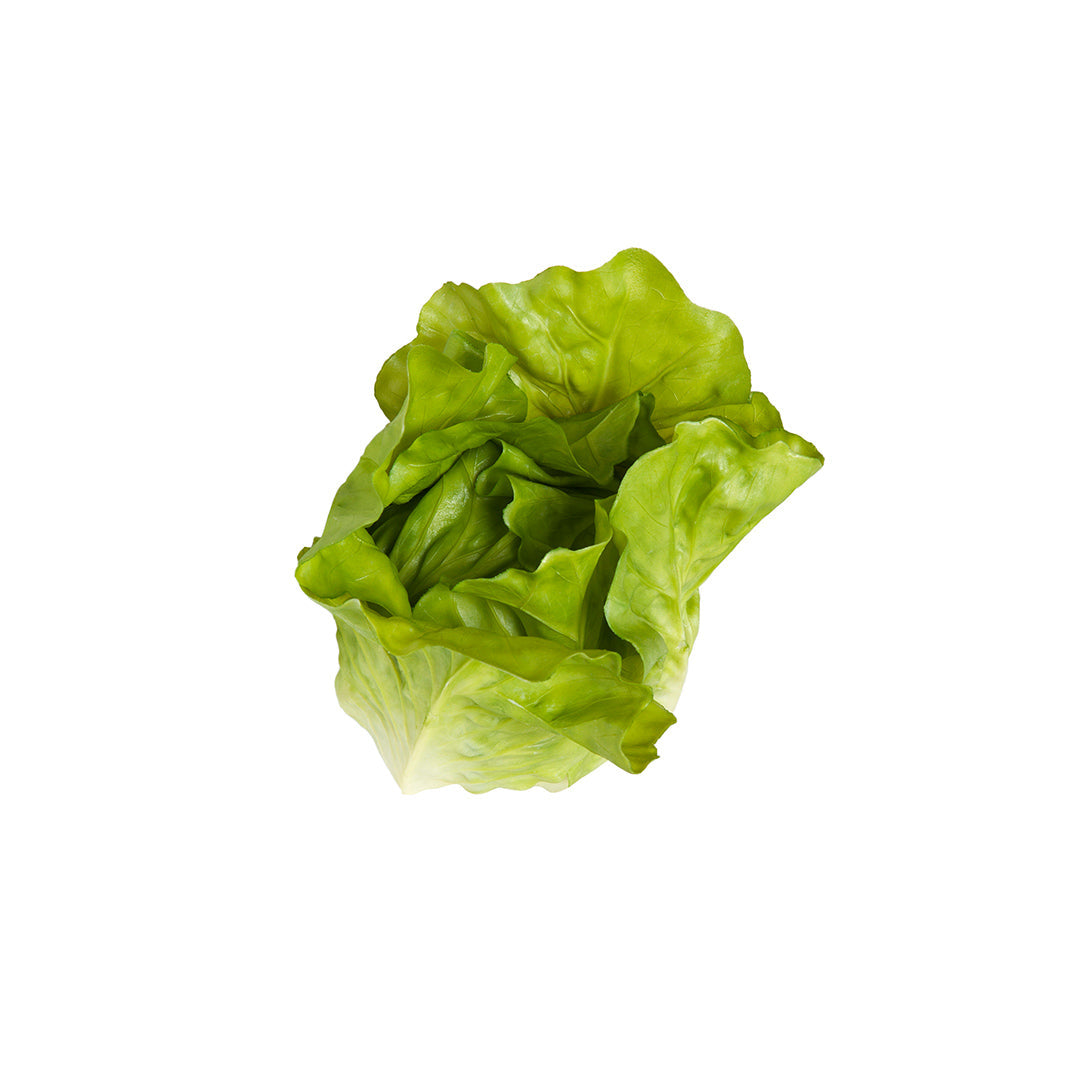 Lechuga Romana Decorativa - Frescura y Color para Tu Espacio Vetonek