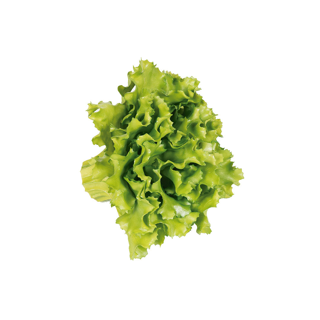 Lechuga Roble - Decoración Natural Vetonek