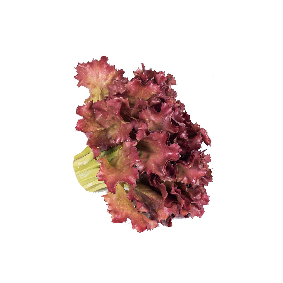 Lechuga Roble Morada - Decoración Duradera y Colorida Vetonek