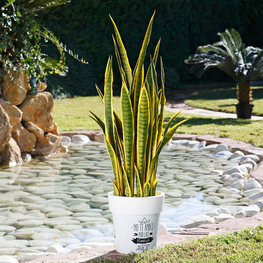 Planta Artificial Lengua de Tigre Bicolor - Decoración Sin Mantenimiento Vetonek