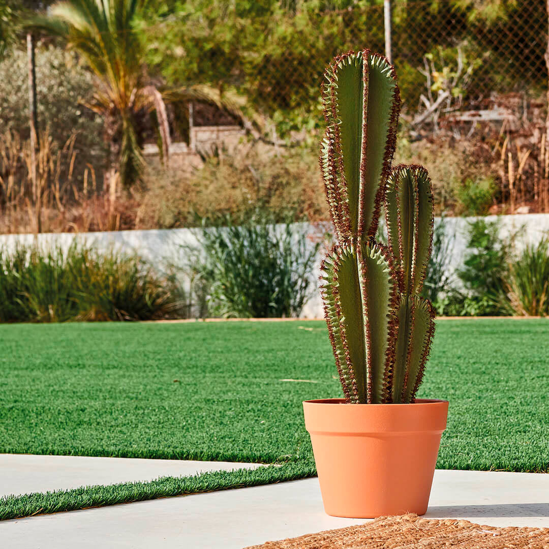 Cactus Artificial Euphorbia Suzannae: Decoración Sin Mantenimiento Vetonek