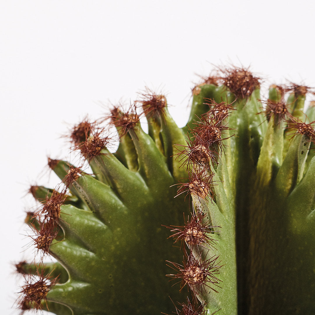 Cactus Artificial Euphorbia Suzannae: Decoración Sin Mantenimiento Vetonek