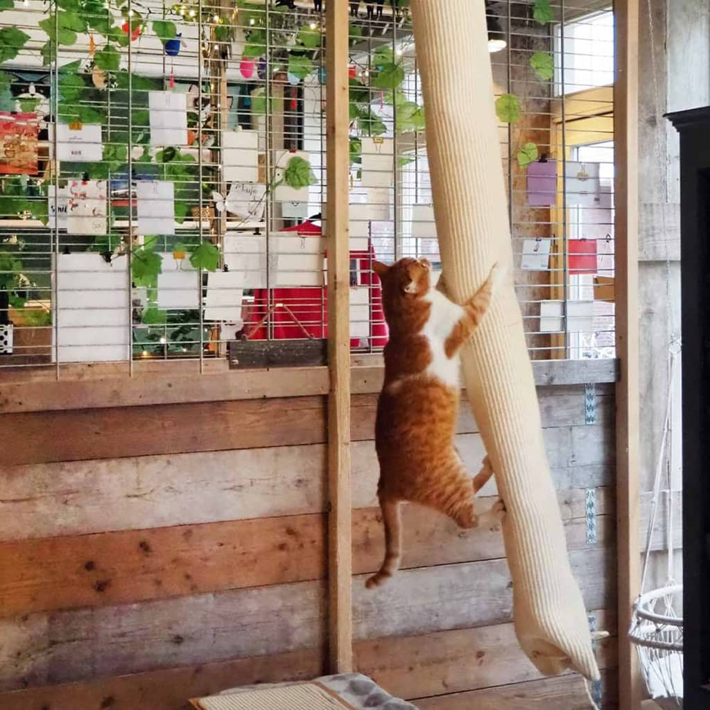 Bolsa de escalada para gatos sisal 180 cm v9173 Vetonek