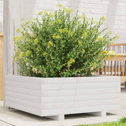Jardinière en bois de pin blanc massif 60x60x26,5 cm v0221 Vetonek