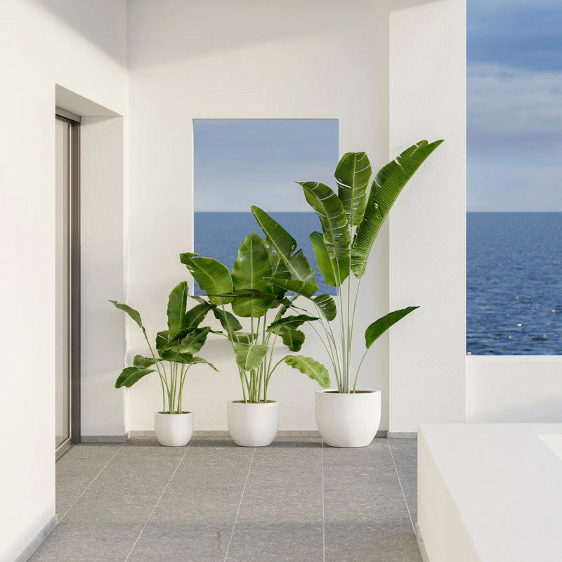 Macetero Azalea - Vetonek