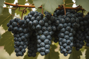 Caolin agricola uva vides protector estres termico