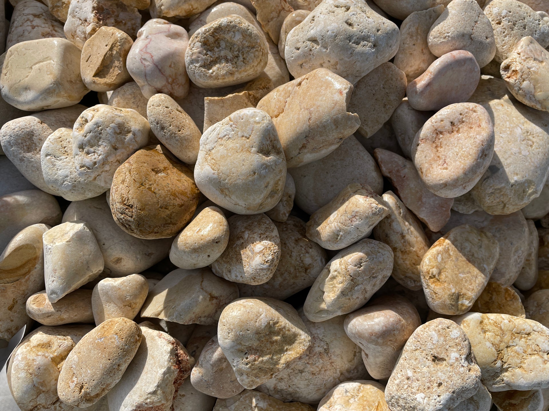 Canto rodado Amarillo Saturno - Vetonek