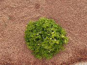 Canto rodado Chamota - Vetonek