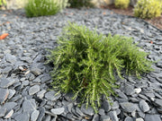 Pizarra Redondeada - Vetonek