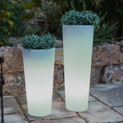 Macetero Ficus - Vetonek