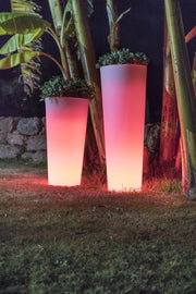 Macetero Ficus - Vetonek