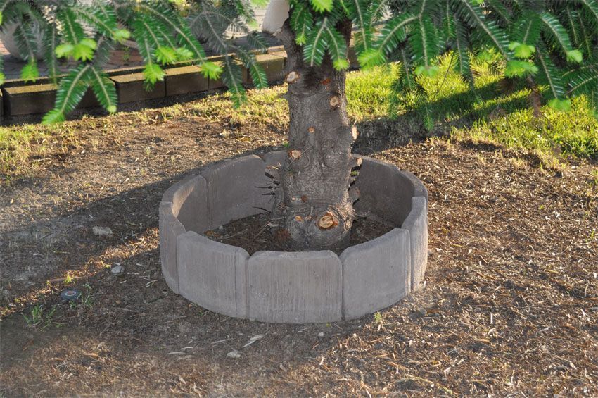 Alcorque Agoncillo en jardín rústico
