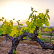 Cable de poliester para atar viñas vides