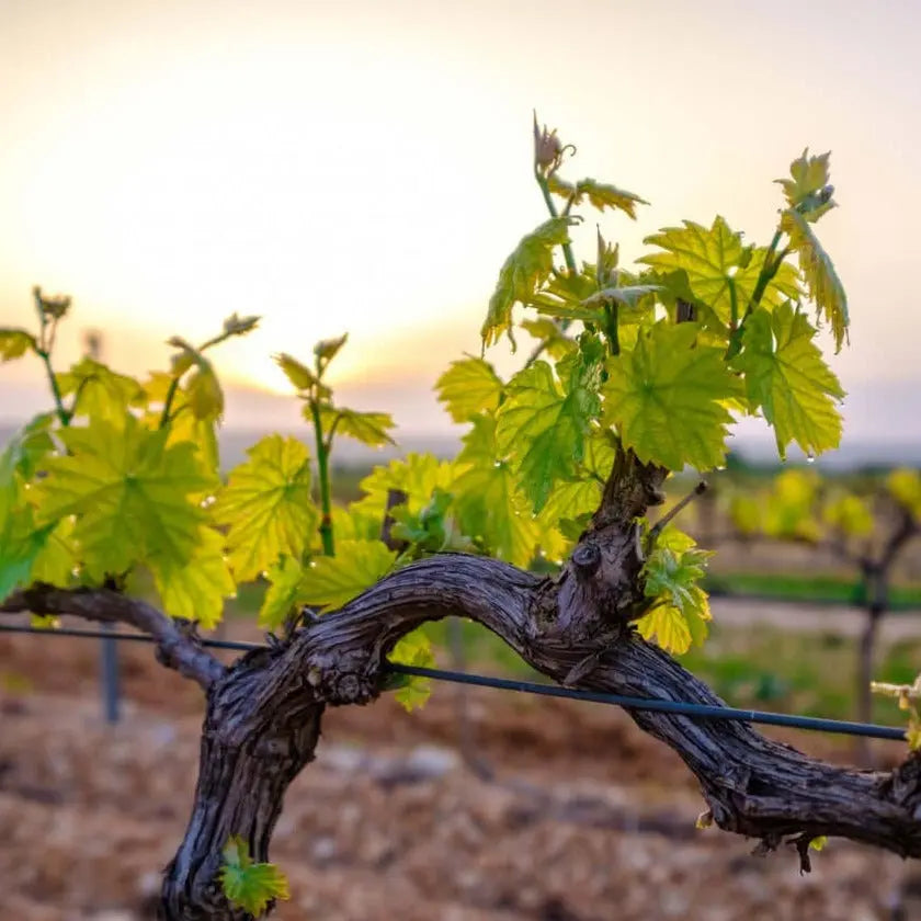 Cable de poliester para atar viñas vides