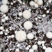 Bio Terra Mix | Compost Eco Completo - Vetonek