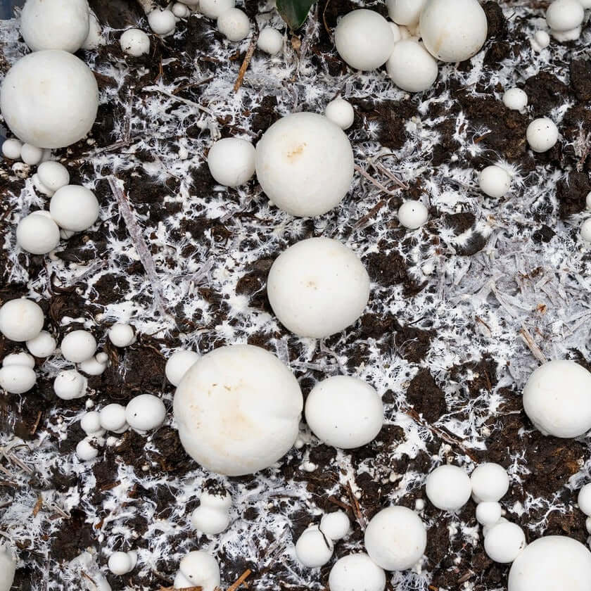 Bio Terra Mix | Compost Eco Completo - Vetonek