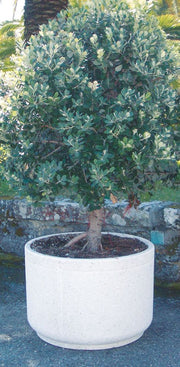 Macetero Torremontalbo plantado