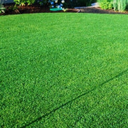 Semillas para césped especializadas por uso y zona - Vetonek