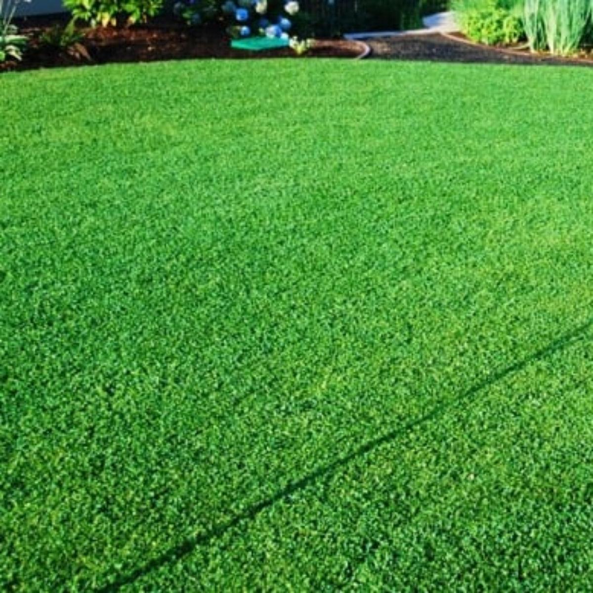 Semillas para césped especializadas por uso y zona - Vetonek