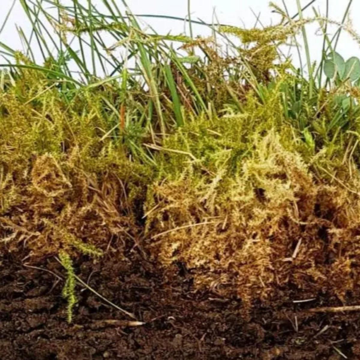 Anti musgo y reverdecedor de césped natural Mineravi Vetonek