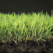 Anti musgo y reverdecedor de césped natural Mineravi Vetonek