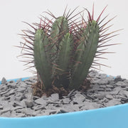 Grava Pizarra Decorativa - Vetonek