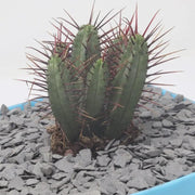 Grava Pizarra Decorativa - Vetonek