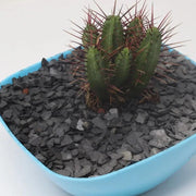 Grava Pizarra Decorativa - Vetonek