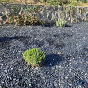 Grava Pizarra Decorativa - Vetonek