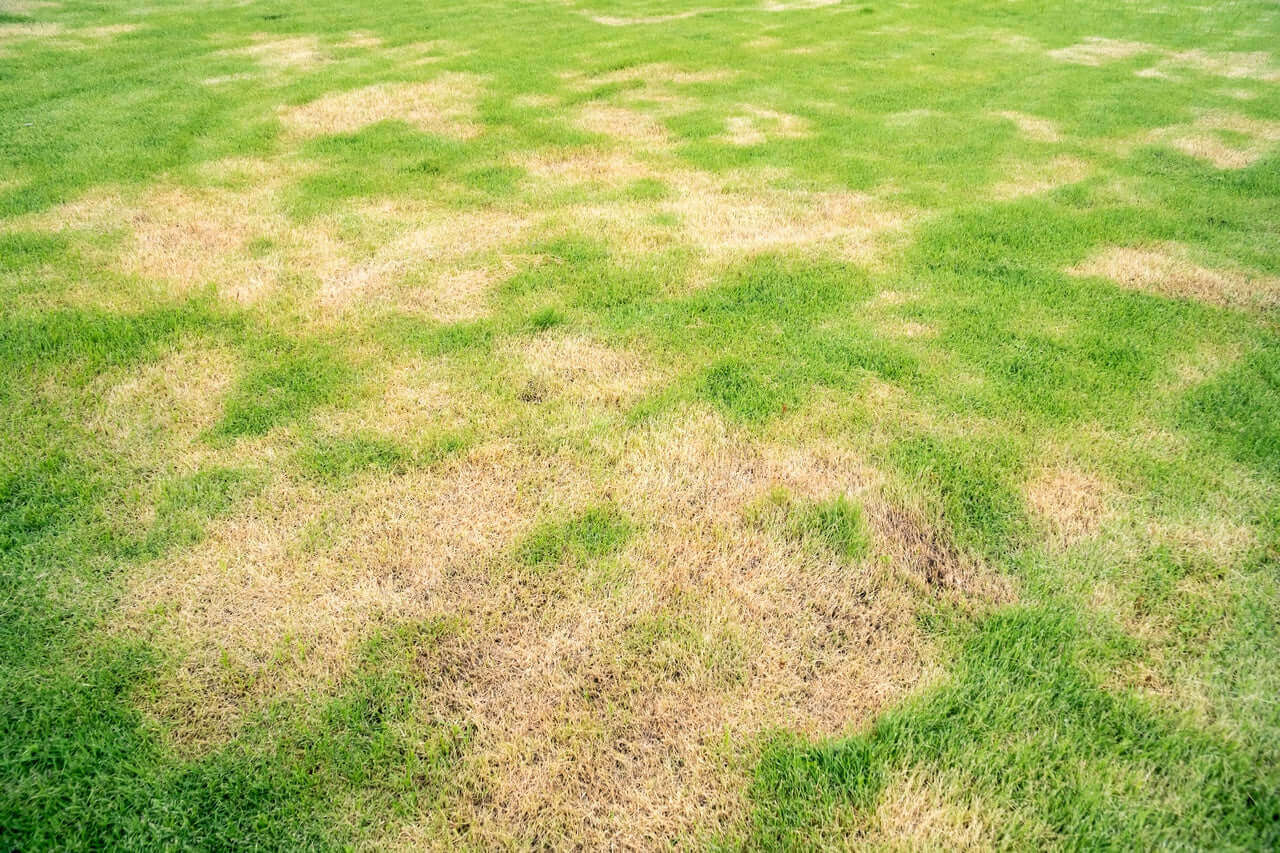 Recebo para Césped Ecológico