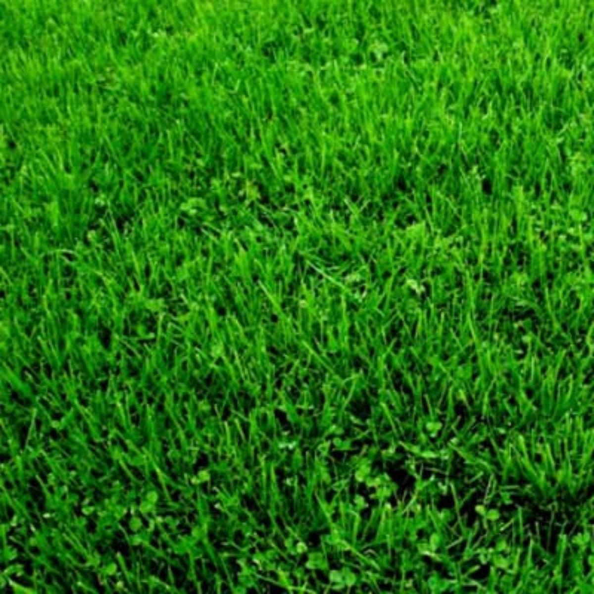 Semillas para césped especializadas por uso y zona - Vetonek