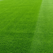 Semillas para césped especializadas por uso y zona - Vetonek