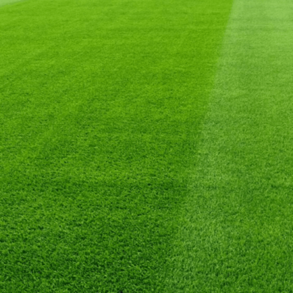 Semillas para césped especializadas por uso y zona - Vetonek