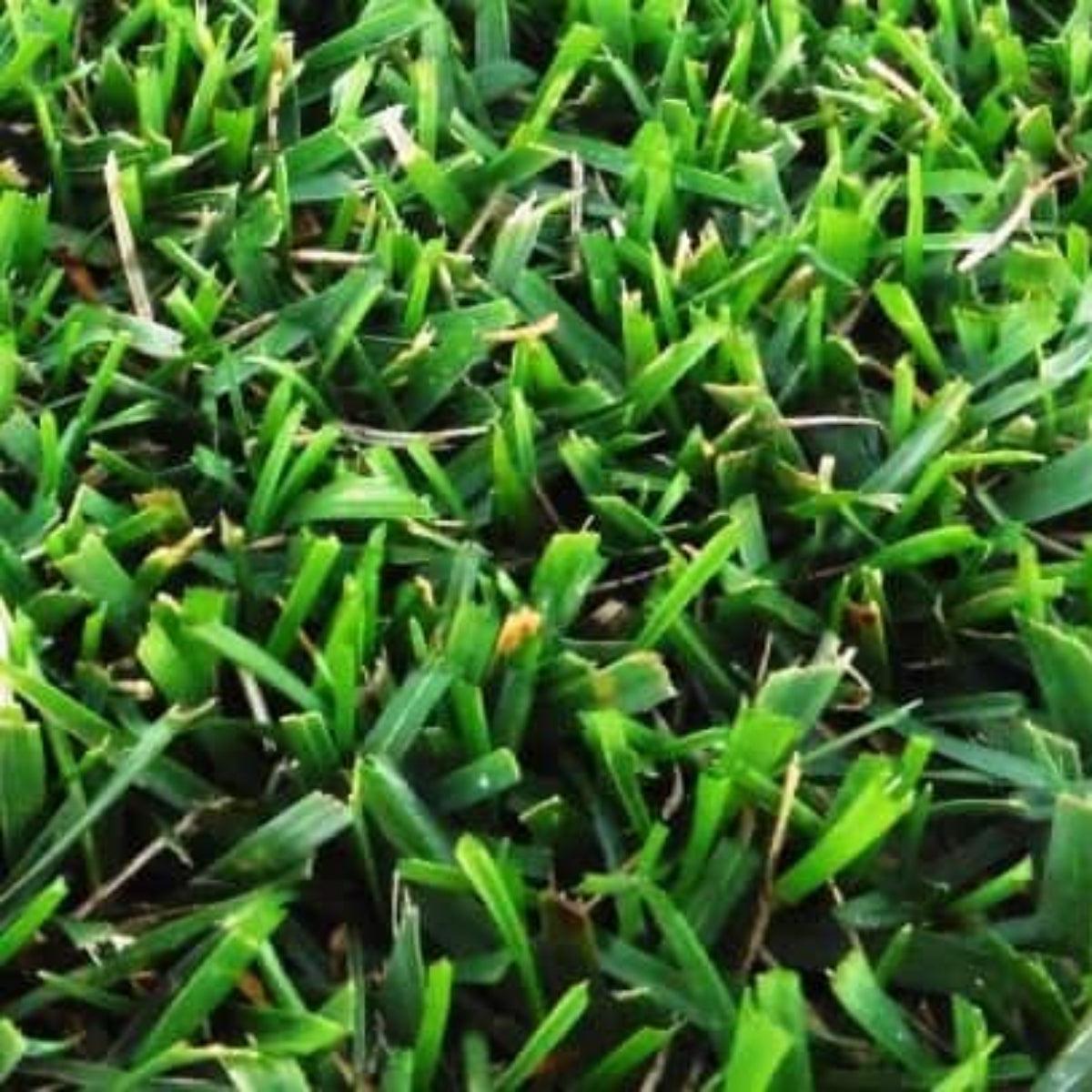 Semillas para césped especializadas por uso y zona