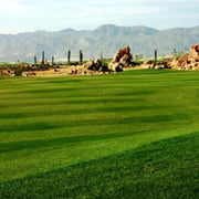 Semillas para césped especializadas por uso y zona - Vetonek