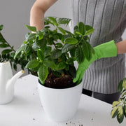 Sustrato Básico para Plantas Acidofilas Vetonek