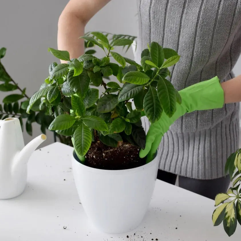 Sustrato Básico para Plantas Acidofilas Vetonek