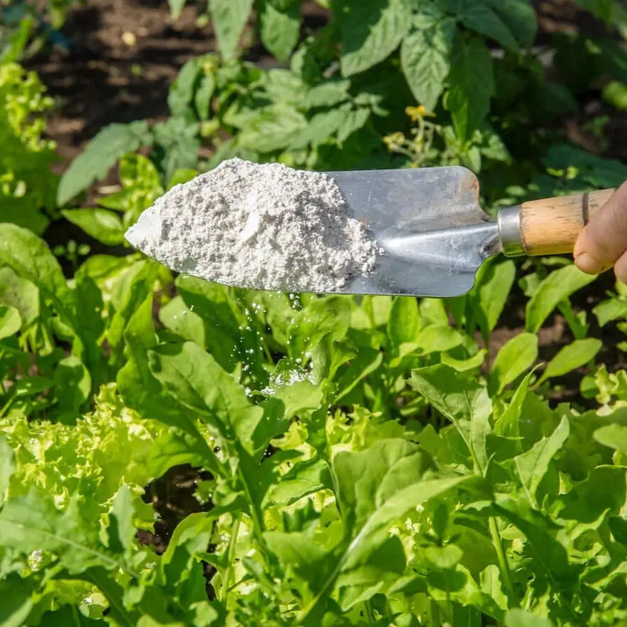 Agricultural field being treated with Diatomaceous Earth