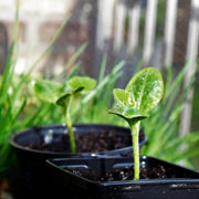 Tierra Vegetal Abonada - Vetonek
