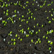 Sustrato Organico Tur bas Rubia Negra Vetonek